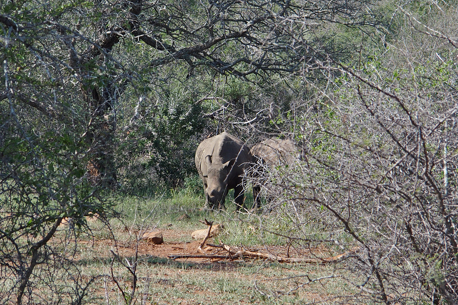 Rhinoceros ahead