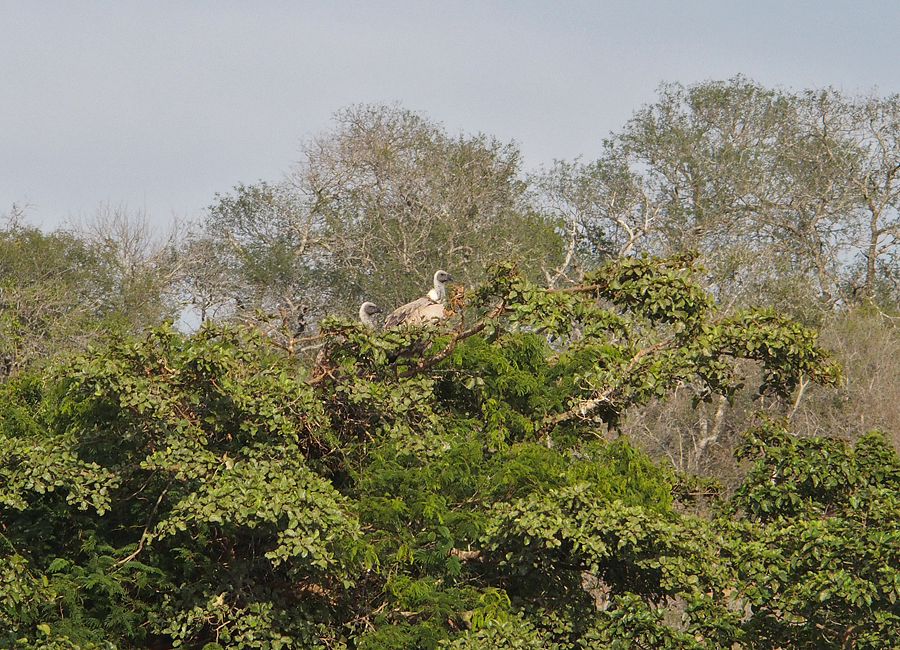 White Backed Vultures nesting
