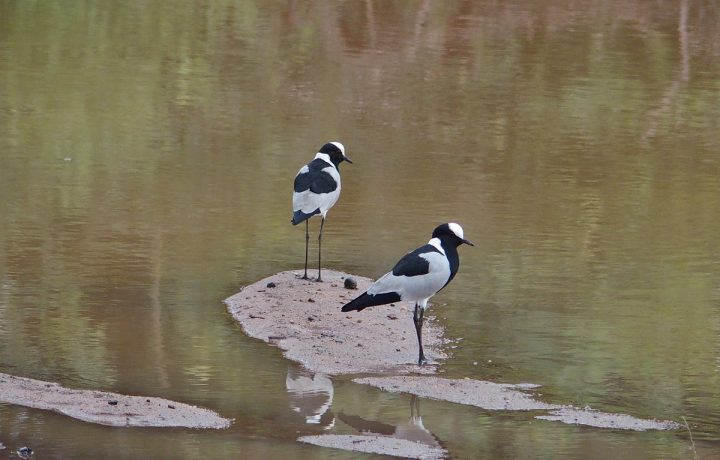 Blacksmiths Lapwings