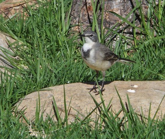 Cape Wagtail