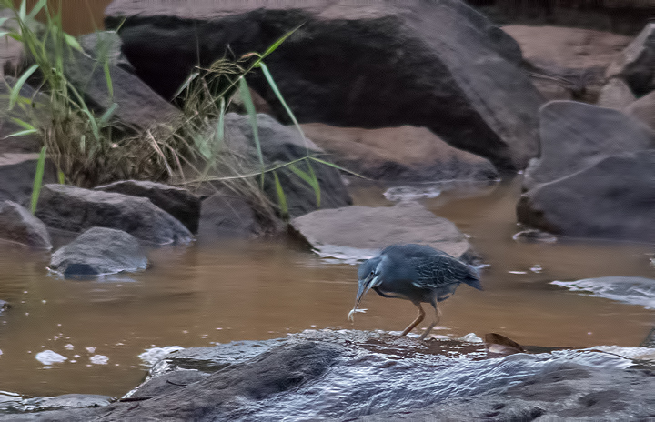 Green Backed Heron