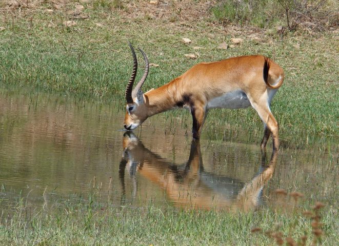 Lechwe ram