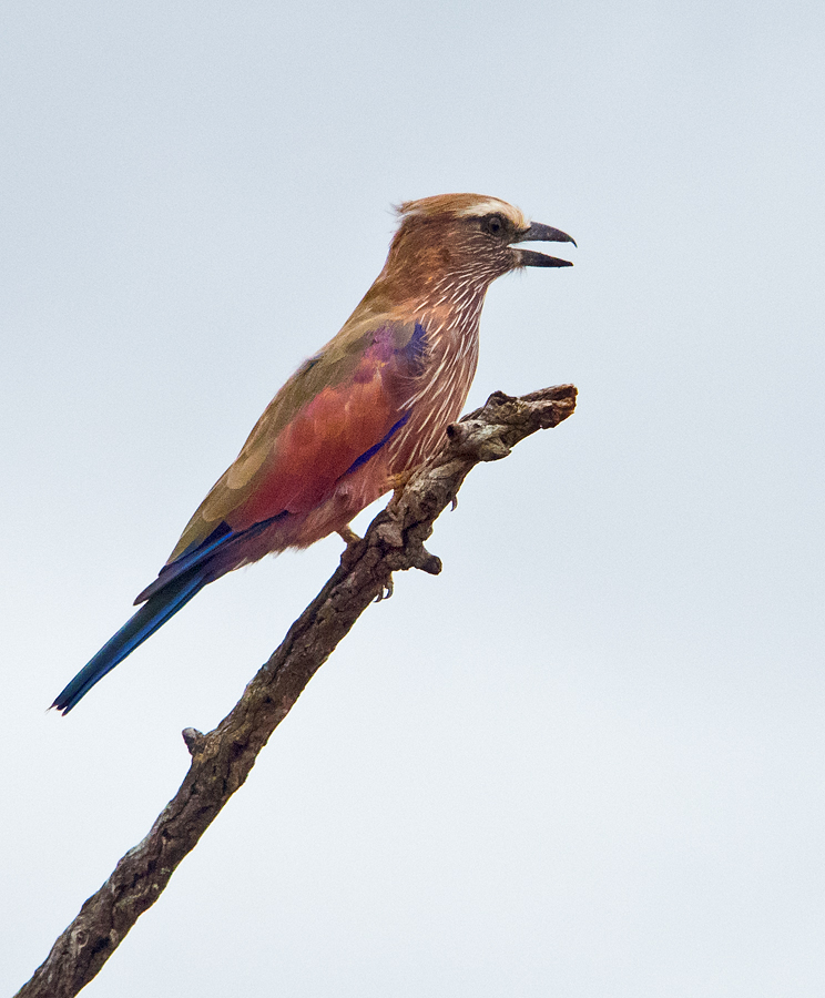 Purple Roller (This image has had a fair bit of post processing to bring out at least some colour)