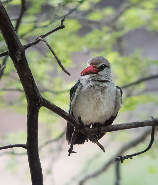 Woodland Kingfisher - (cropped to about 50% of original frame - ISO1600)
