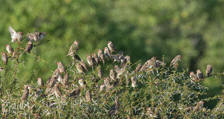 Red Billed Queleas