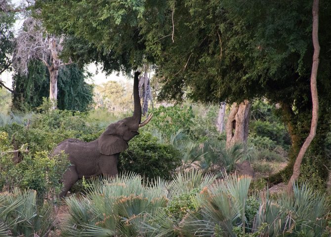 One of the calmed elephants we encountered