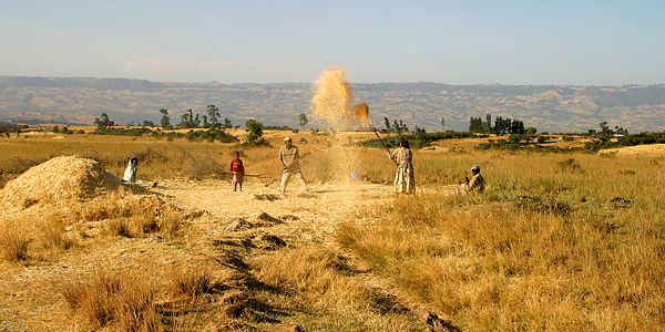 winnowing