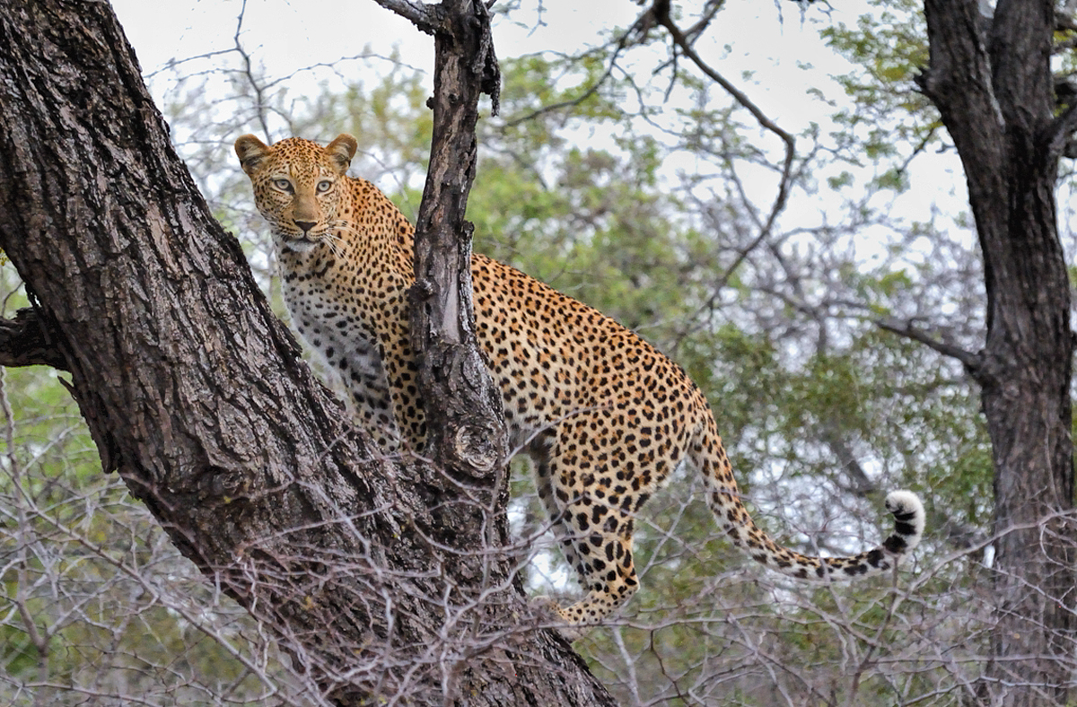HOME - Wildlife Photography Africa