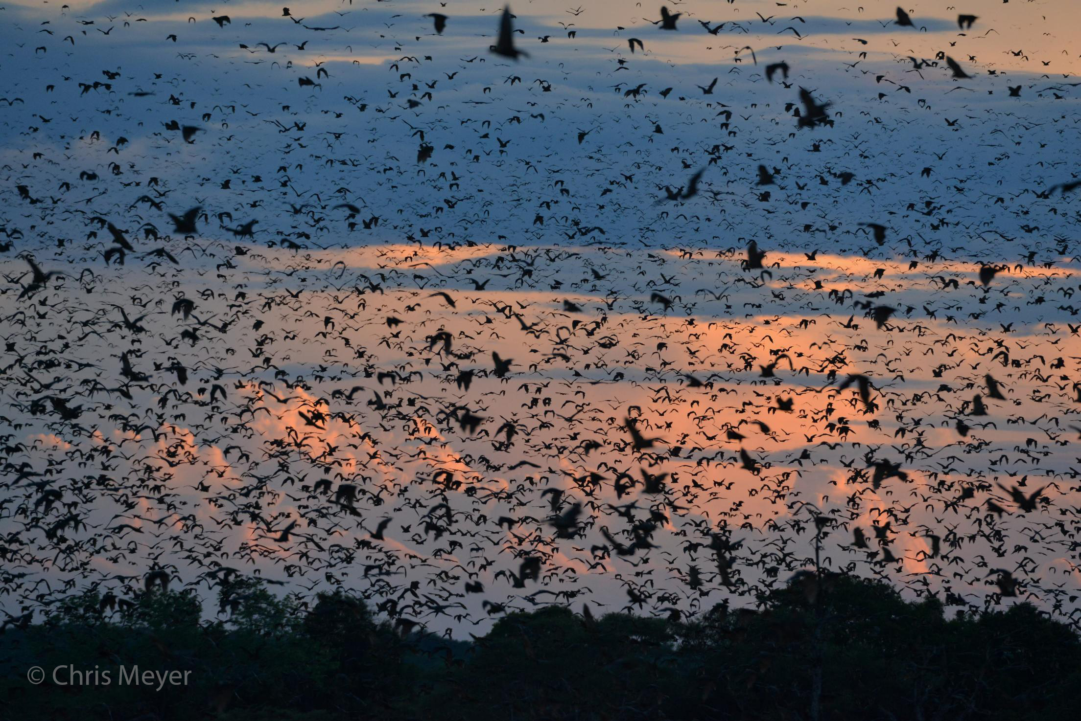 Bat migration, Kasanka NP