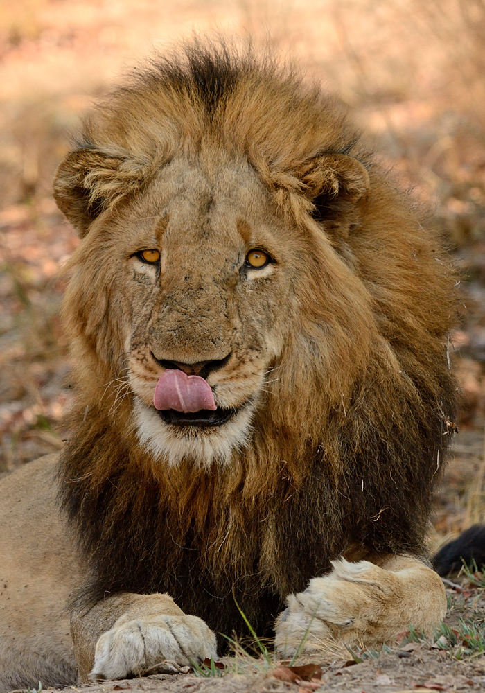 HOME - https://www.wildlifephotographyafrica.com