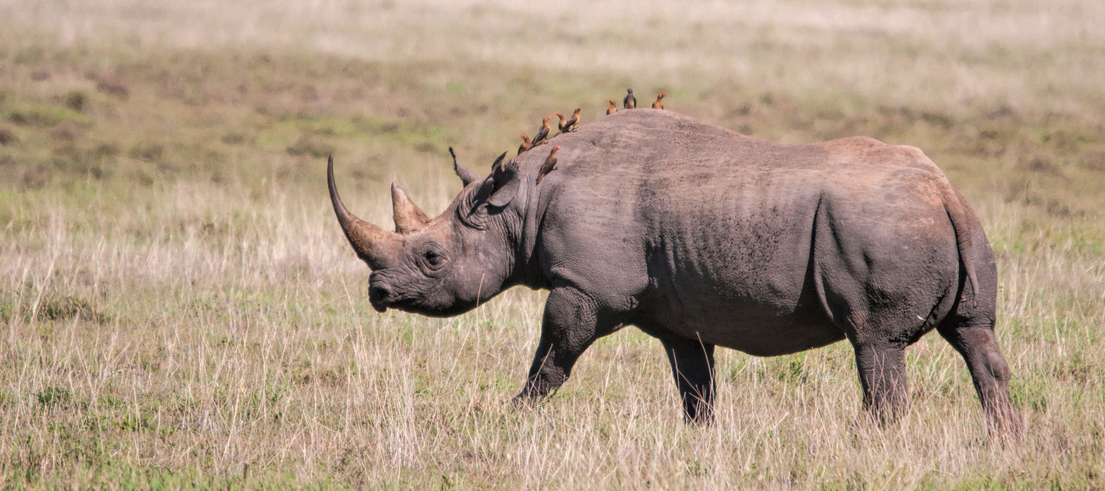black rhino, ngorongoro crater