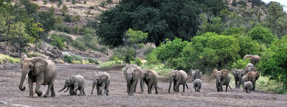 Wildlife Photography Africa