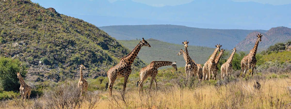 Wildlife Photography Africa