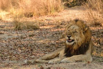 male lion grimacing