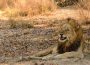 male lion grimacing