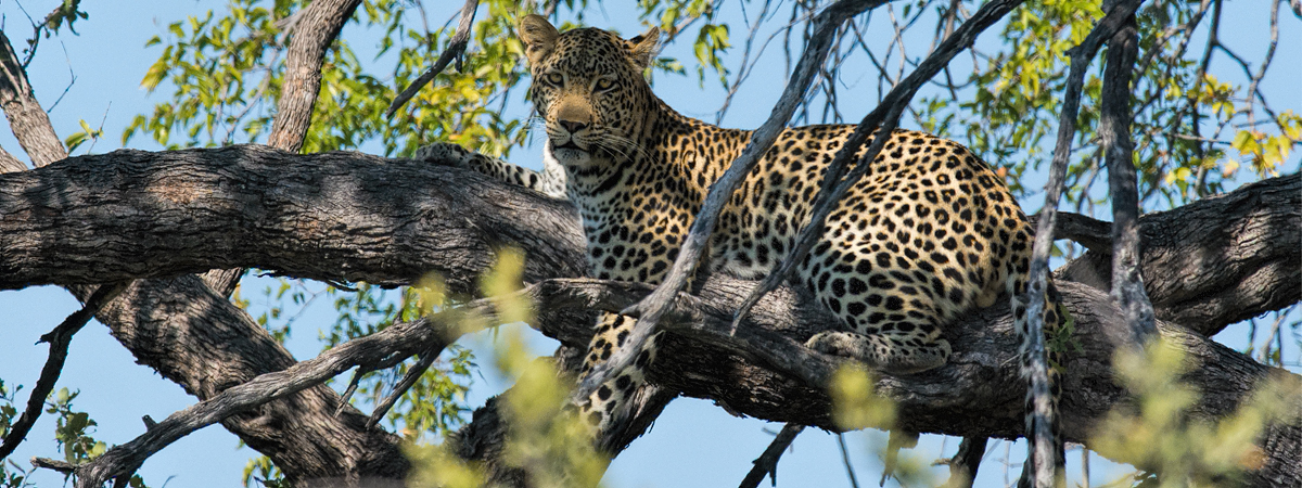 Wildlife Photography Africa