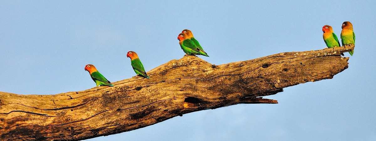 Wildlife Photography Africa