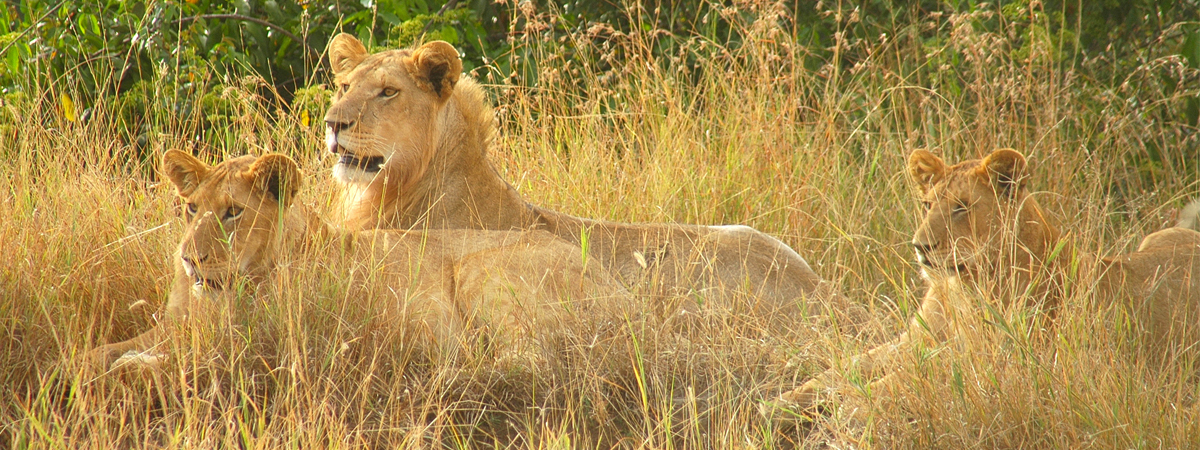 Wildlife Photography Africa