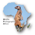 Wildlife Photography Africa