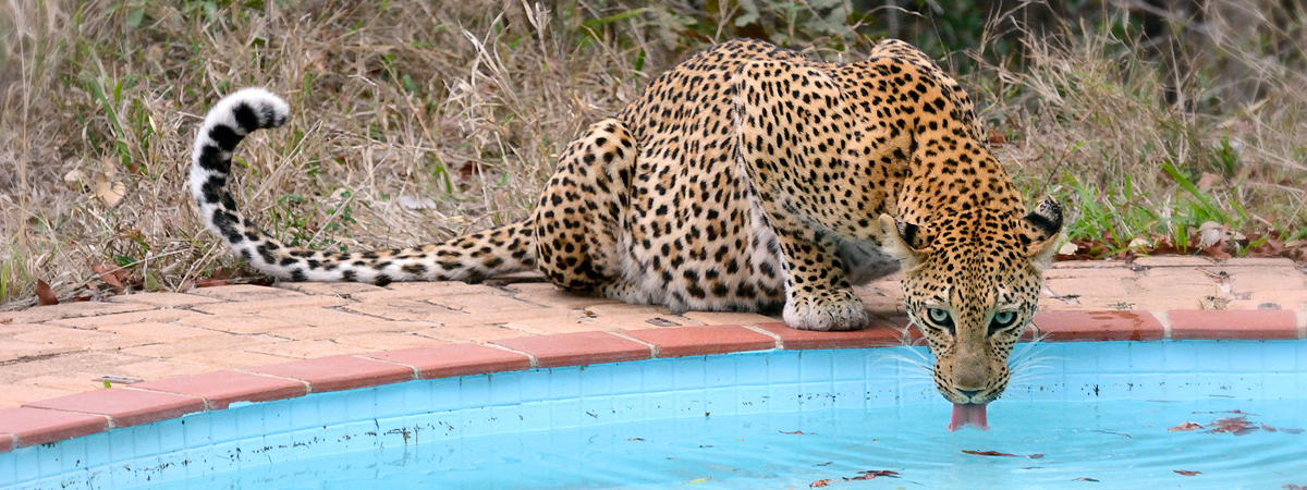 Wildlife Photography Africa