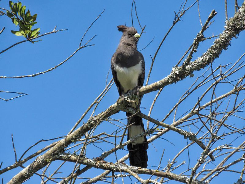 White Bellied Go Away Bird, Laikipia