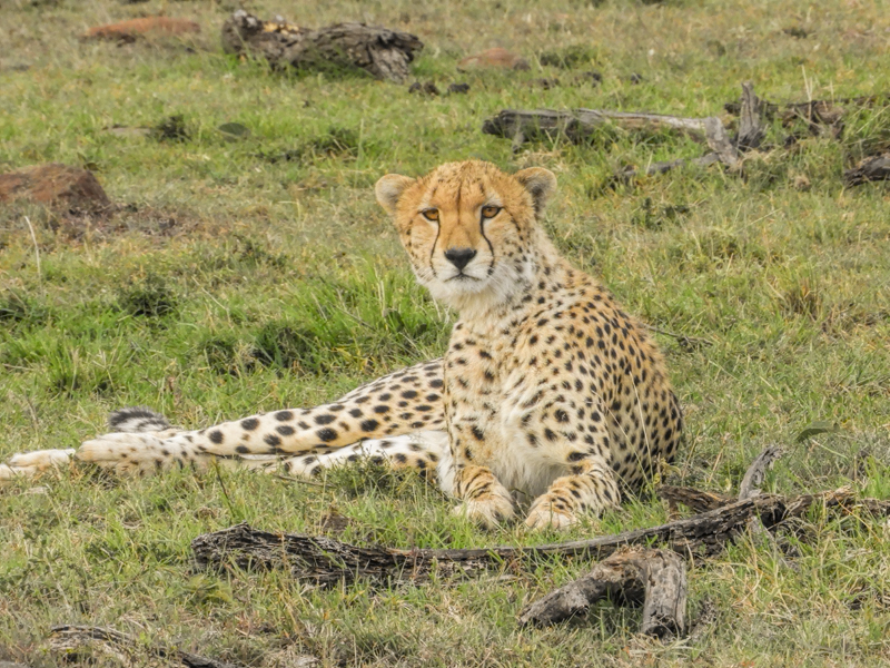 cheetah