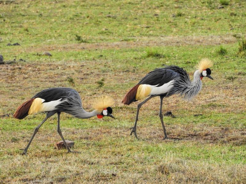 Crowned Cranes