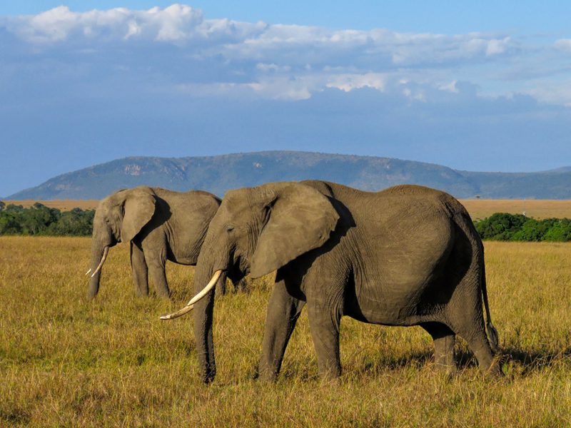 Elephants, Masai Mara