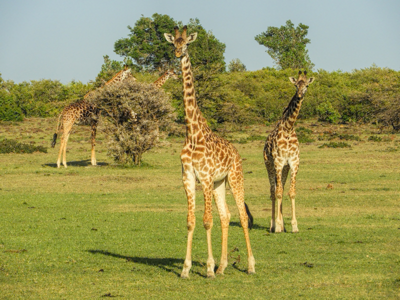 giraffes