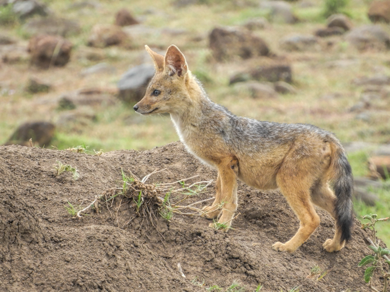 Silver Backed Jackal Cub