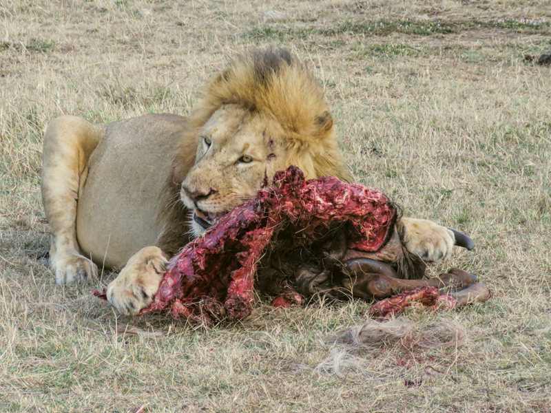 A full Belly, Masai Mara