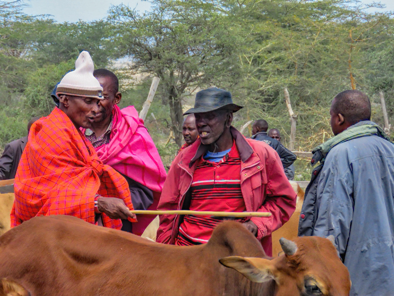 Maasai cattle traders