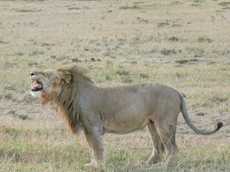 Call of the wild, Masai Mara