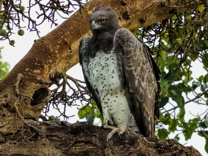 martial-eagle