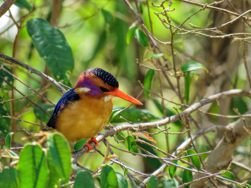 Pygmy Kingfisher, Mara North