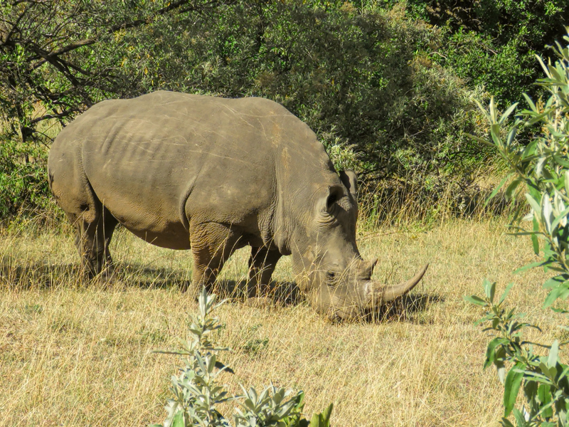 Black Rhino
