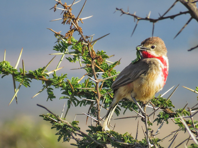 Rosy patched Bush Shrike, Laikipia