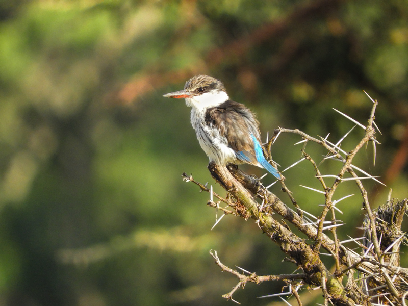 Striped Kingfisher