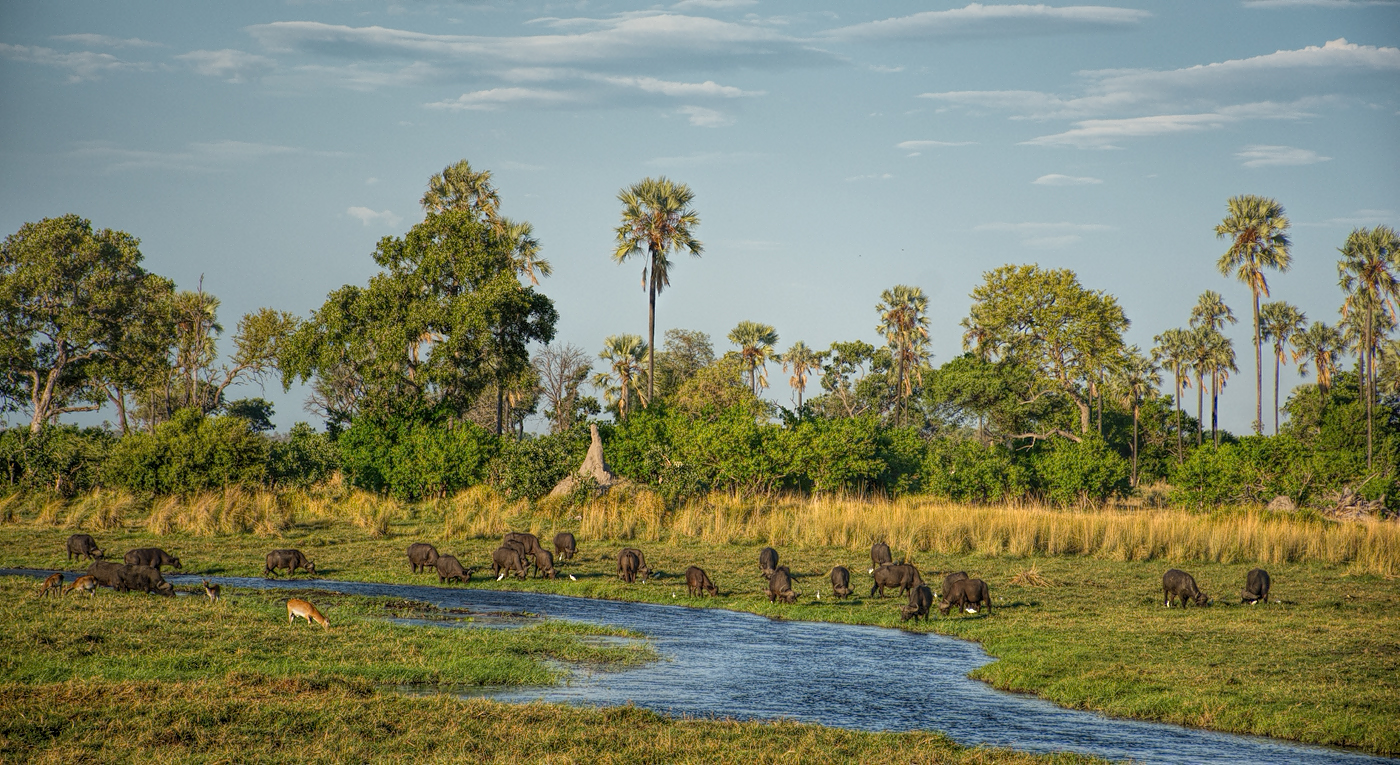 Buffaloes in front of Delta Camp, Okavango Delta