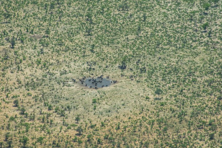 Elephants at a water hole, from 6500 feet above the Okavango Delta