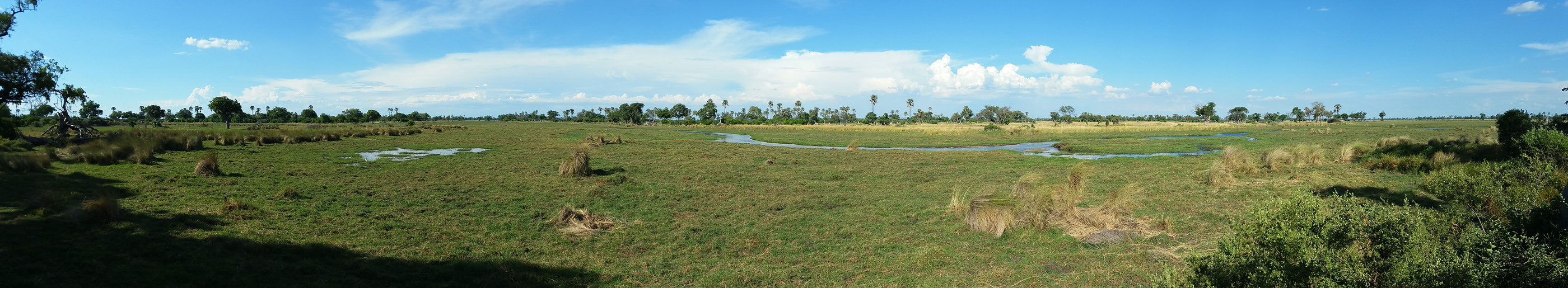 Flood plain in front of Delta Camp, Okavango Delta, panorama