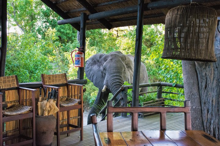 Elephant in camp, Delta Camp, Okavango Delta