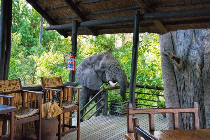 Elephant in camp, Delta Camp, Okavango Delta