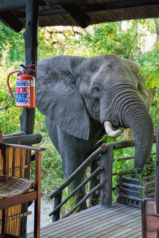 Elephant in camp, Delta Camp, Okavango Delta