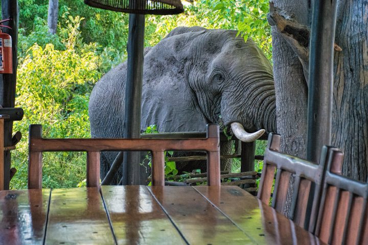Delta Camp, Elephant in camp, Okavango Delta
