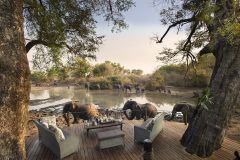 elephants by the deck at kang acamp, mana pools NP