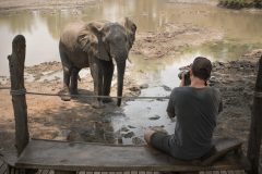 elephant close up, kanga camp, mana pool snp
