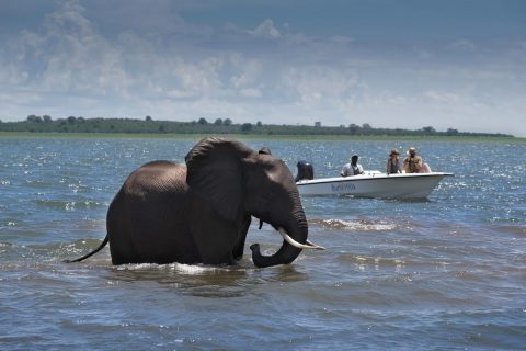 game viewing by boat, lake kariba