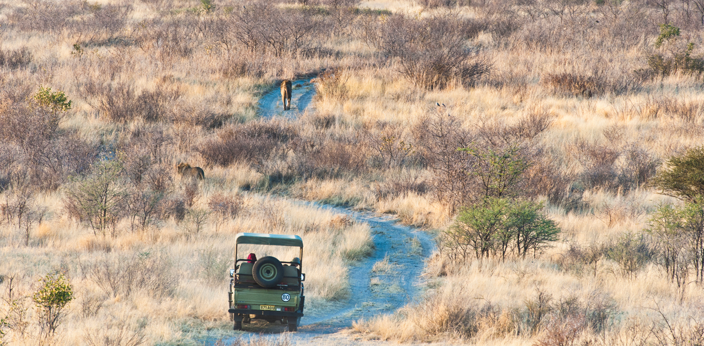 Tau Pan, vehicle tracking lion in Kalahari