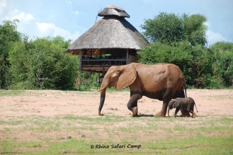 Rhino safari camp, Matusadona NP, elephants walking along beach in front of room